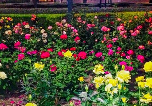 Texas Capitol Rose Garden
