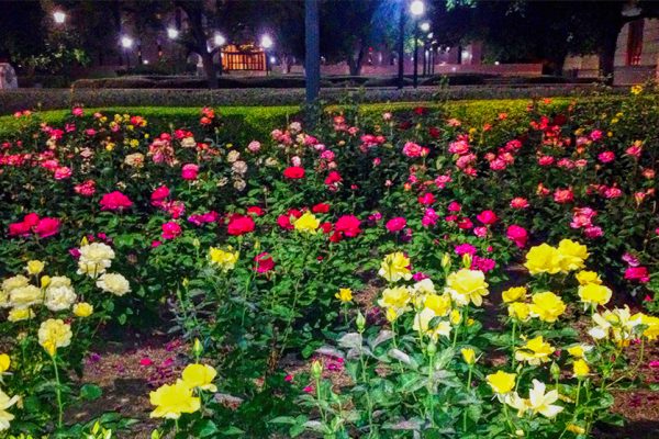 Texas Capitol Rose Garden