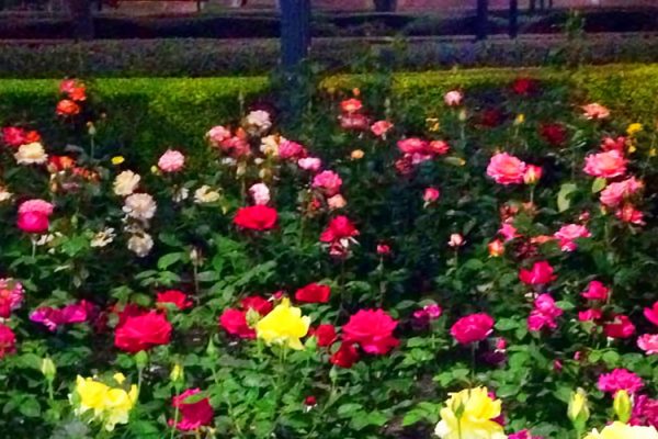 Roses at the Texas State Capitol - taken by Jeff Payne
