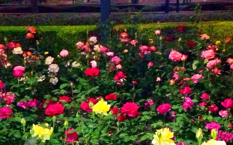 Roses at the Texas State Capitol - taken by Jeff Payne